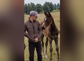 Oldenburger Springpferd, Stute, 8 Jahre, 168 cm, Dunkelbrauner