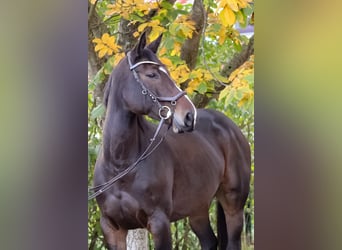 Oldenburger Springpferd, Stute, 8 Jahre, 168 cm, Dunkelbrauner