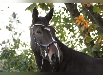 Oldenburger Springpferd, Stute, 8 Jahre, 168 cm, Dunkelbrauner