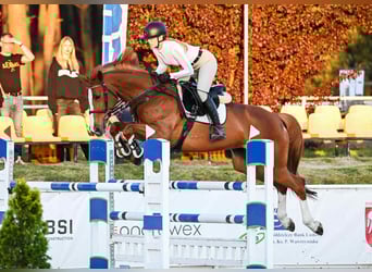 Oldenburger Springpferd, Stute, 8 Jahre, 168 cm, Fuchs