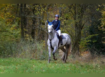 Oldenburger Springpferd, Stute, 8 Jahre, 168 cm, Schimmel