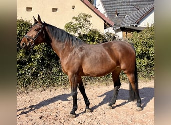 Oldenburger Springpferd, Stute, 8 Jahre, 169 cm, Brauner