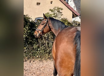 Oldenburger Springpferd, Stute, 8 Jahre, 169 cm, Brauner