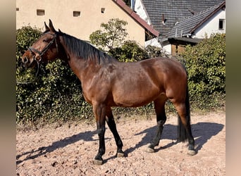 Oldenburger Springpferd, Stute, 8 Jahre, 169 cm, Brauner