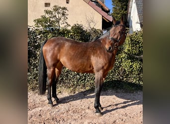 Oldenburger Springpferd, Stute, 8 Jahre, 169 cm, Brauner