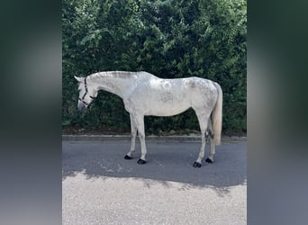 Oldenburger Springpferd, Stute, 8 Jahre, 169 cm, Schimmel