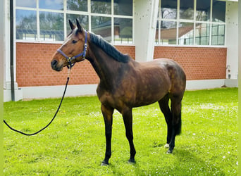 Oldenburger Springpferd, Stute, 8 Jahre, 170 cm, Brauner