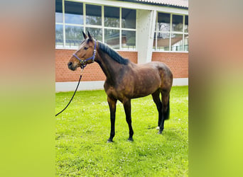 Oldenburger Springpferd, Stute, 8 Jahre, 170 cm, Brauner