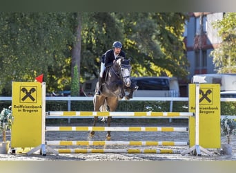 Oldenburger Springpferd, Stute, 8 Jahre, 170 cm, Schimmel