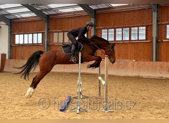 Oldenburger Springpferd, Stute, 8 Jahre, 171 cm