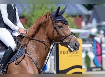 Oldenburger Springpferd, Stute, 8 Jahre, 175 cm, Fuchs