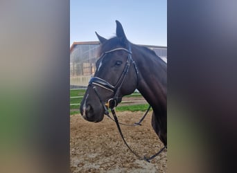 Oldenburger Springpferd, Stute, 8 Jahre, 175 cm, Schwarzbrauner