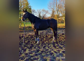 Oldenburger Springpferd, Stute, 8 Jahre, 176 cm, Schwarzbrauner