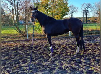 Oldenburger Springpferd, Stute, 8 Jahre, 176 cm, Schwarzbrauner