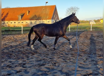 Oldenburger Springpferd, Stute, 8 Jahre, 176 cm, Schwarzbrauner