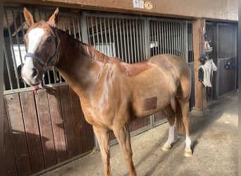 Oldenburger Springpferd, Stute, 9 Jahre, 158 cm, Dunkelfuchs