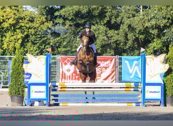 Oldenburger Springpferd, Stute, 9 Jahre, 163 cm, Brauner