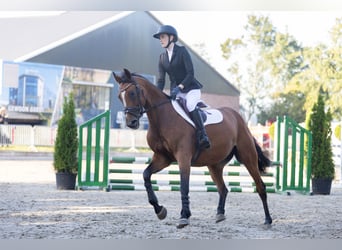 Oldenburger Springpferd, Stute, 9 Jahre, 163 cm, Brauner