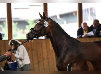 Oldenburger Springpferd, Stute, 9 Jahre, 163 cm, Brauner