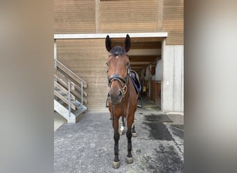 Oldenburger Springpferd, Stute, 9 Jahre, 165 cm, Brauner