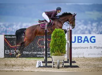 Oldenburger Springpferd, Stute, 9 Jahre, 165 cm, Brauner