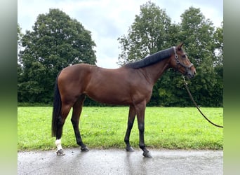 Oldenburger Springpferd, Stute, 9 Jahre, 165 cm, Brauner