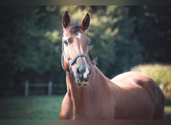 Oldenburger Springpferd, Stute, 9 Jahre, 165 cm, Brauner