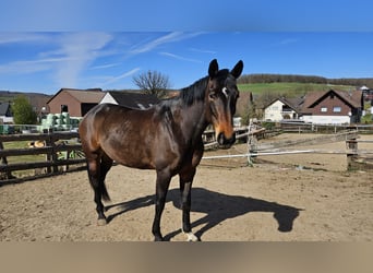 Oldenburger Springpferd, Stute, 9 Jahre, 165 cm, Dunkelbrauner