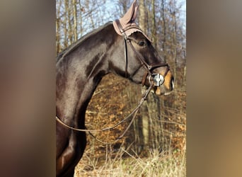 Oldenburger Springpferd, Stute, 9 Jahre, 165 cm, Dunkelbrauner