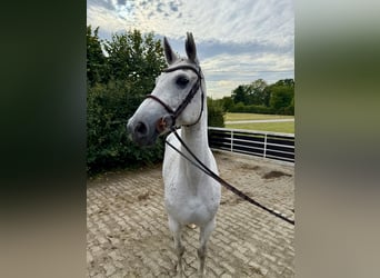 Oldenburger Springpferd, Stute, 9 Jahre, 165 cm, Fliegenschimmel