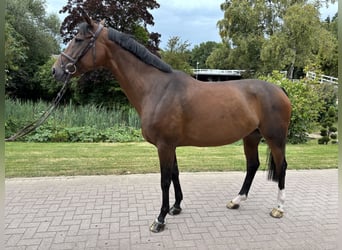 Oldenburger Springpferd, Stute, 9 Jahre, 166 cm, Brauner