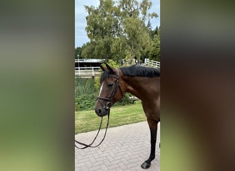 Oldenburger Springpferd, Stute, 9 Jahre, 166 cm, Brauner