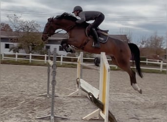 Oldenburger Springpferd, Stute, 9 Jahre, 166 cm, Brauner