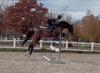 Oldenburger Springpferd, Stute, 9 Jahre, 166 cm, Brauner
