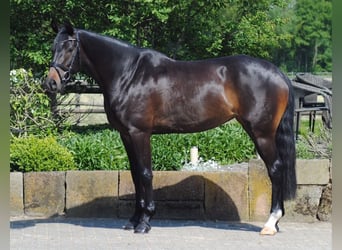 Oldenburger Springpferd, Stute, 9 Jahre, 166 cm, Schwarzbrauner