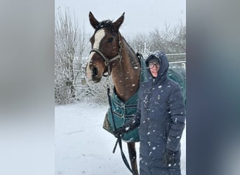Oldenburger Springpferd, Stute, 9 Jahre, 167 cm, Brauner