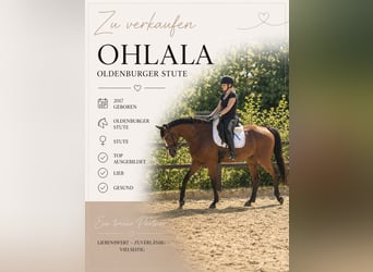 Oldenburger Springpferd, Stute, 9 Jahre, 167 cm, Brauner