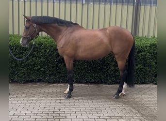 Oldenburger Springpferd, Stute, 9 Jahre, 168 cm, Brauner