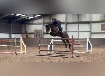 Oldenburger Springpferd, Stute, 9 Jahre, 168 cm, Dunkelbrauner