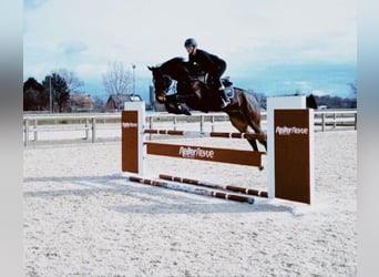 Oldenburger Springpferd, Stute, 9 Jahre, 168 cm, Dunkelbrauner