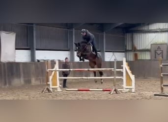 Oldenburger Springpferd, Stute, 9 Jahre, 168 cm, Dunkelbrauner