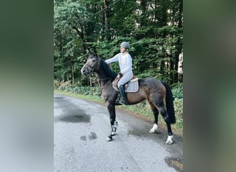 Oldenburger Springpferd, Stute, 9 Jahre, 168 cm, Dunkelbrauner