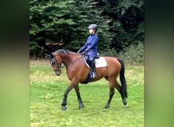 Oldenburger Springpferd, Stute, 9 Jahre, 168 cm, Dunkelbrauner