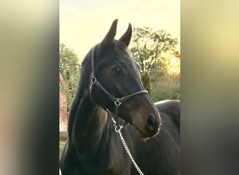 Oldenburger Springpferd, Stute, 9 Jahre, 168 cm, Dunkelbrauner