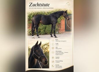 Oldenburger Springpferd, Stute, 9 Jahre, 168 cm, Dunkelbrauner