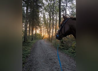 Oldenburger Springpferd, Stute, 9 Jahre, 168 cm, Fuchs