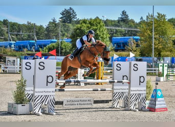 Oldenburger Springpferd, Stute, 9 Jahre, 168 cm, Fuchs