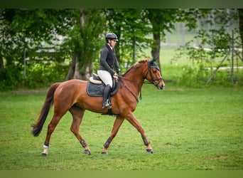 Oldenburger Springpferd, Stute, 9 Jahre, 168 cm, Fuchs