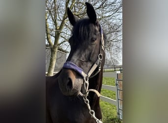 Oldenburger Springpferd, Stute, 9 Jahre, 168 cm, Rappe