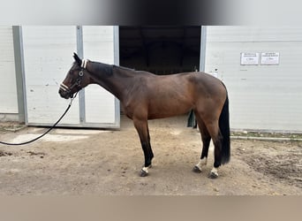 Oldenburger Springpferd, Stute, 9 Jahre, 168 cm